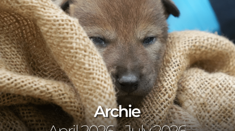 Archie (1)