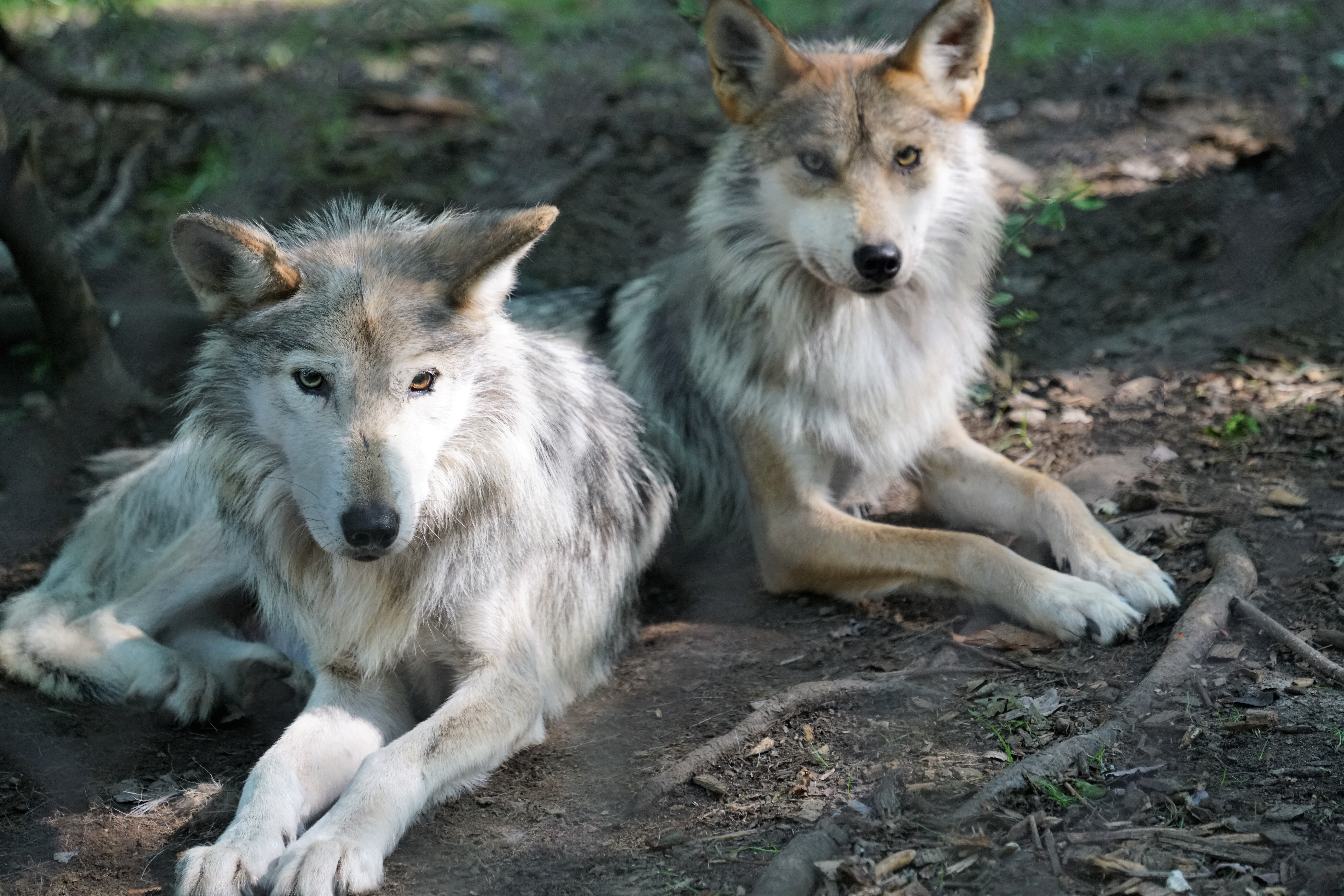 Duo Family Lobo Father Dad Alleno Daughter (3) (3)