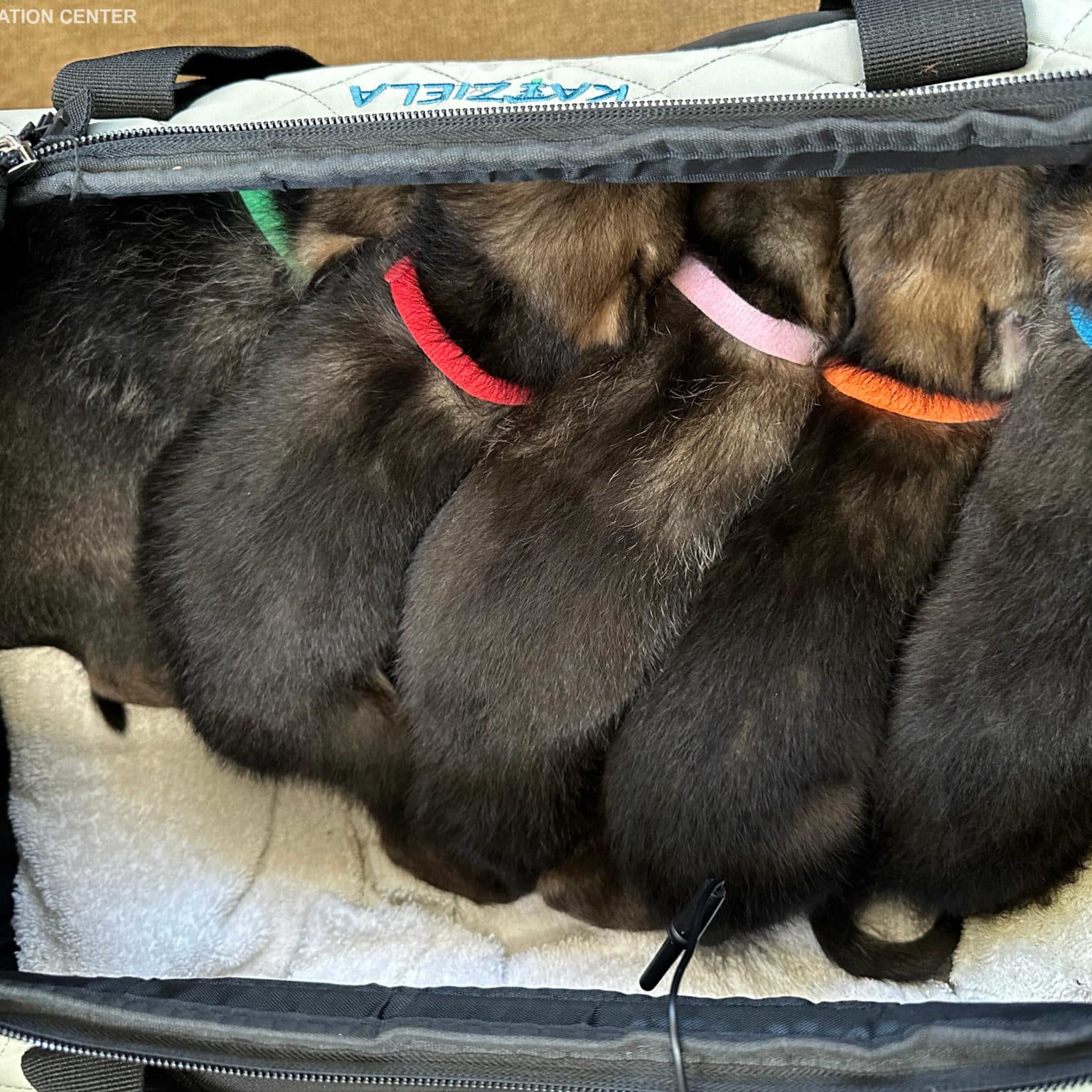 5 Pups Credit
