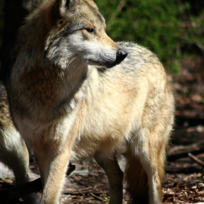 Wolves In The Species Survival Plan Ssp Program Wolf