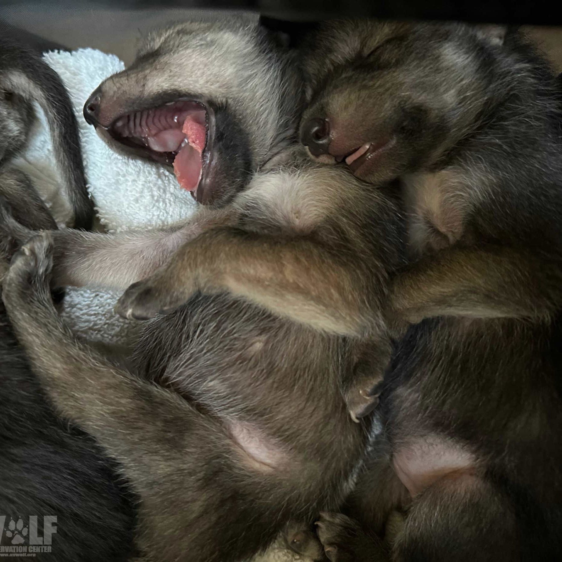 Lobo Pups Cross Foster 2023 Edit