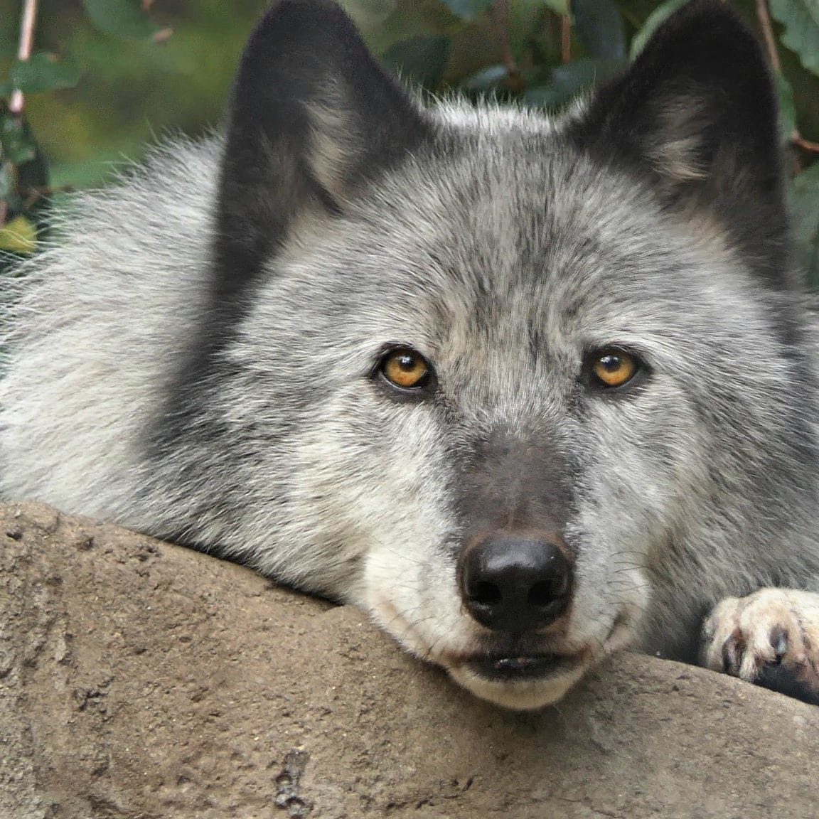 Download Virtual Enrichment Program With Wolves! | Wolf ...