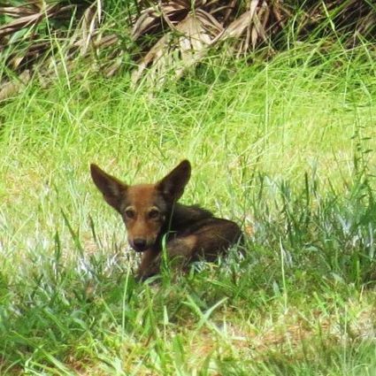 Thicket's first pup, born in 2016. Credit: SVNWR